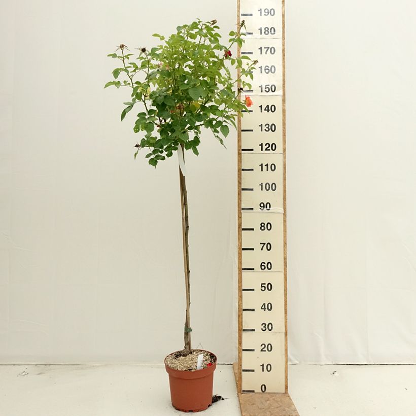 Ejemplar de Rosal Rochemenier Village (Rosal de pie alto) Maceta 7,5L/10L entregado en verano