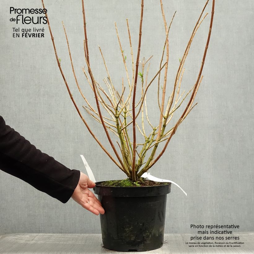 Rostrinucula dependens Happy Cascade Maceta 7,5L/10L Ejemplar entregado en invierno