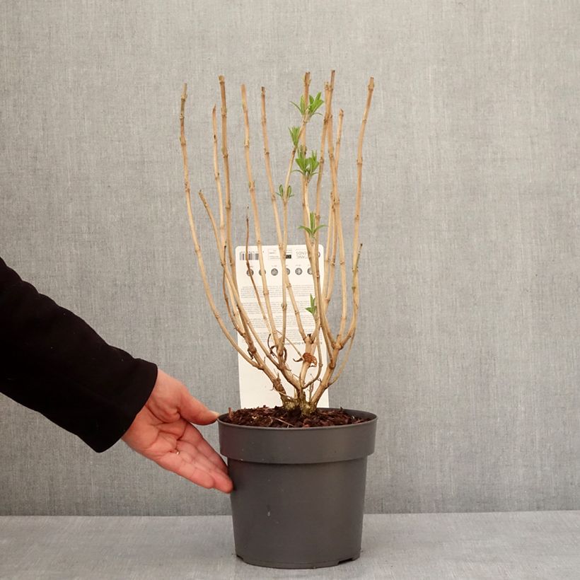 Rostrinucula dependens Maceta 3L/4L Ejemplar entregado en invierno