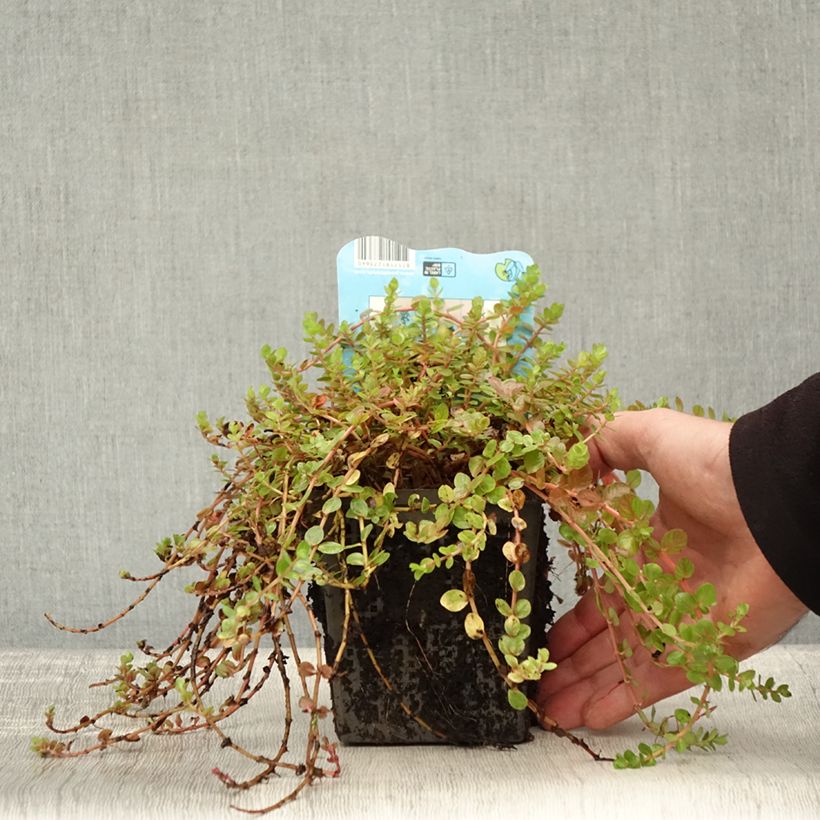 Ejemplar de Rotala indica Maceta 1L/1,5L entregado en otoño