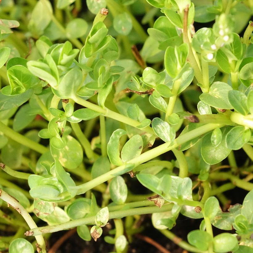 Rotala rotundifolia Green (Follaje)