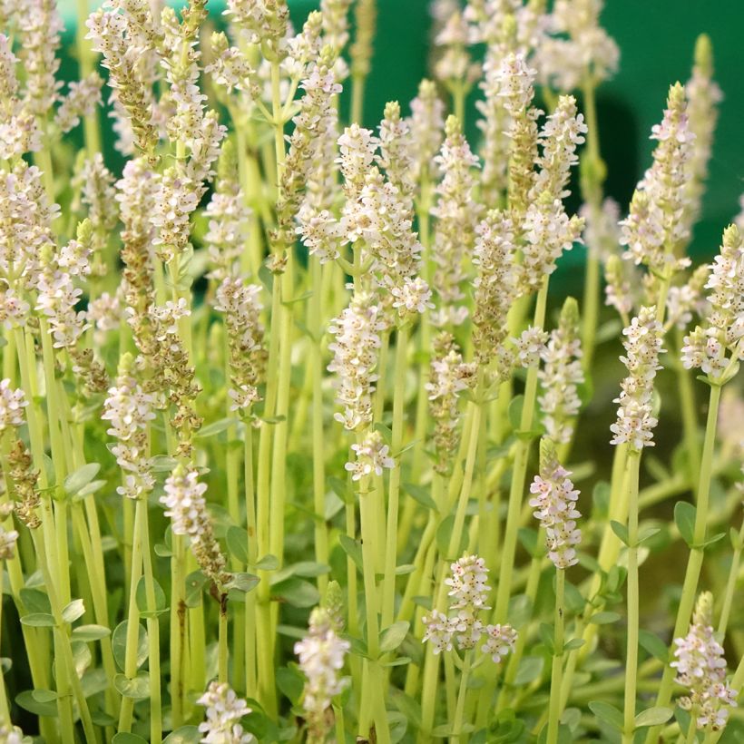 Rotala rotundifolia Green (Floración)