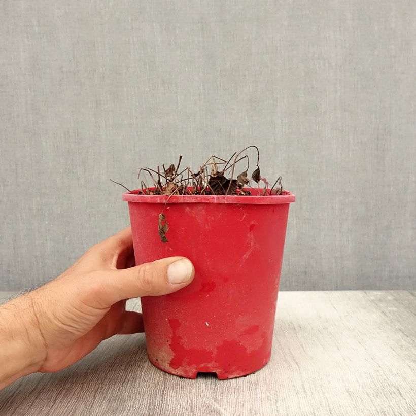 Ejemplar de Té noruego Beata - Rubus arcticus Maceta 2L/3L entregado en otoño