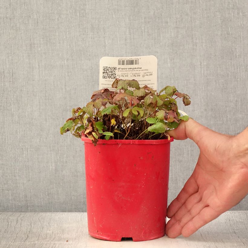 Ejemplar de Té noruego Beata - Rubus arcticus Maceta 2L/3L entregado en verano