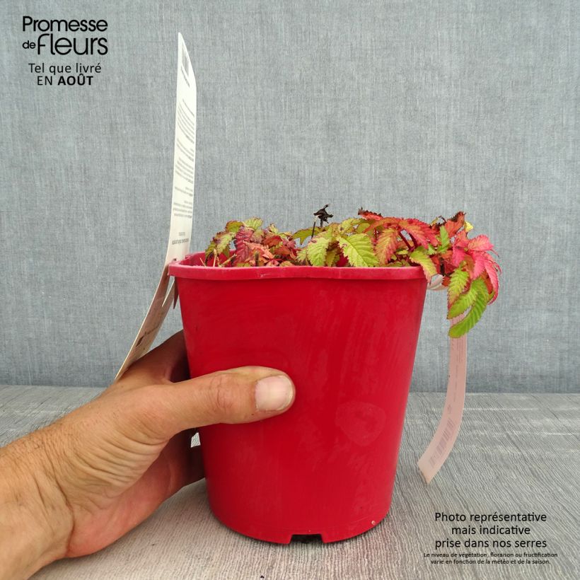 Ejemplar de Frambuesa japonica - Rubus illecebrosus Maceta 2L/3L entregado en verano