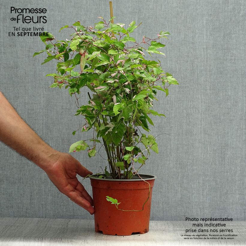 Ejemplar de Rubus microphyllus Variegatus - Zarza Maceta 3L/4L entregado en otoño
