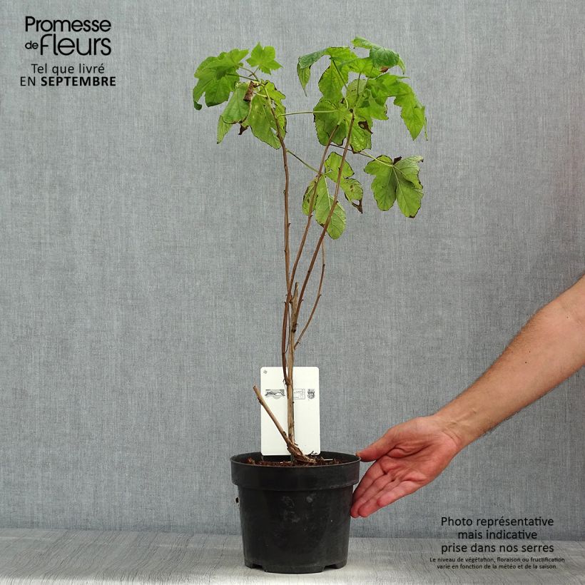 Ejemplar de Rubus odoratus - Zarza de olor Maceta 3L/4LAltura de entrega aprox. 50/60cm entregado en verano