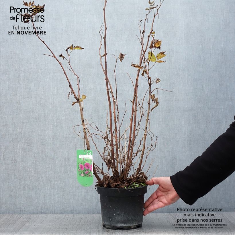 Ejemplar de Rubus spectabilis Olympic Double - Zarza del salmon Maceta 3L/4L entregado en otoño
