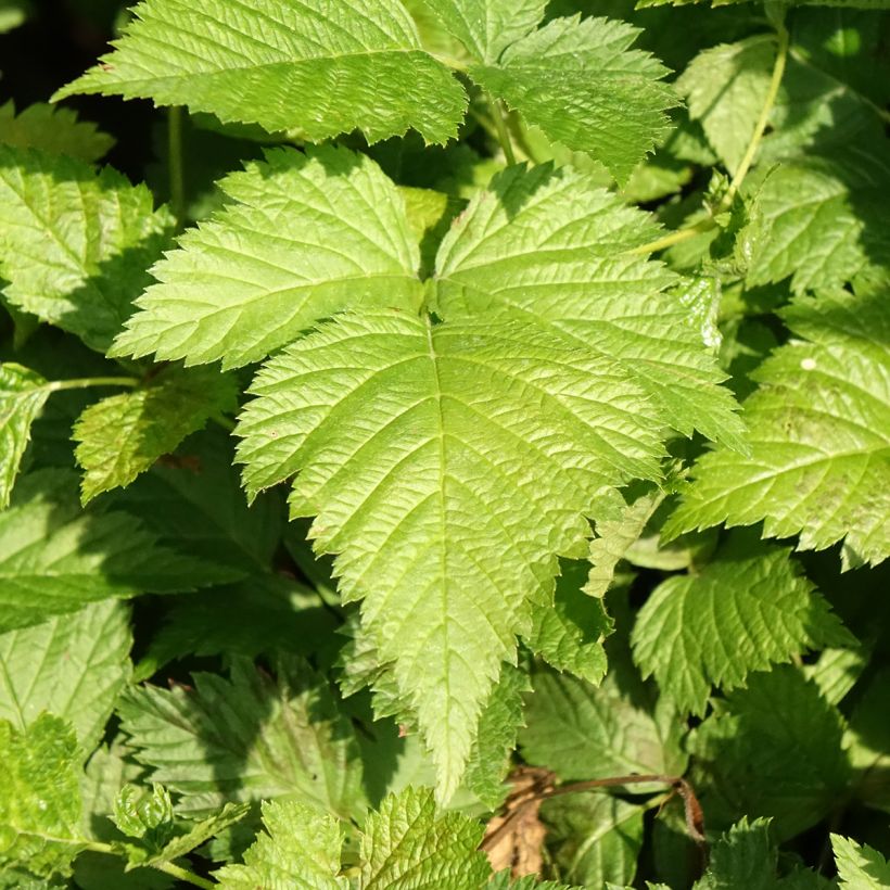 Rubus spectabilis Pacific Rose - Zarza del salmon (Follaje)