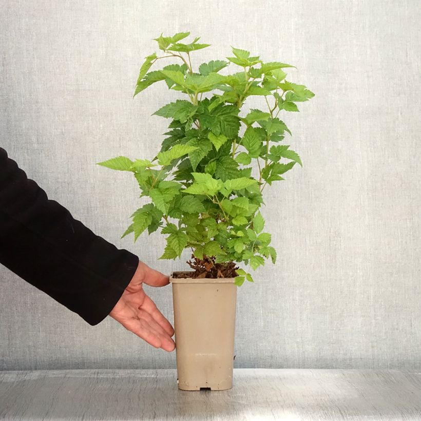 Ejemplar de Rubus spectabilis Pacific Rose - Zarza del salmon Maceta 1,5L/2L, Formación arbustiva entregado en otoño