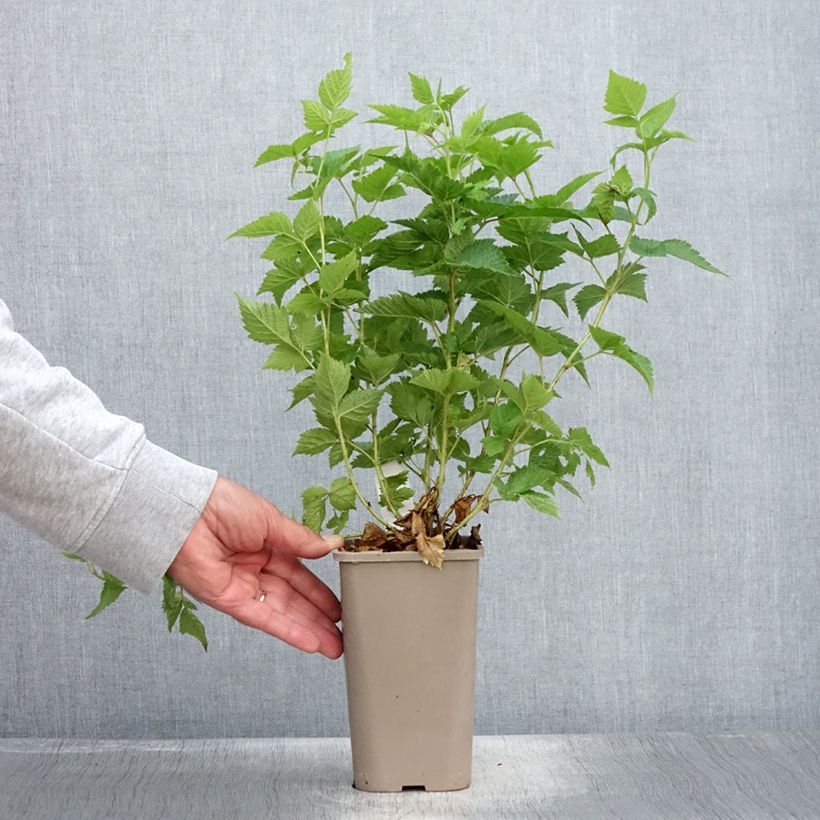 Ejemplar de Rubus spectabilis Pacific Rose - Zarza del salmon Maceta 1,5L/2L, Formación arbustivaAltura de entrega aprox. 30/40cm entregado en verano