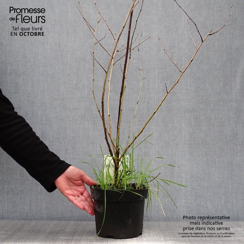Ejemplar de Rubus tridel Benenden - Zarza Maceta 3L/4L entregado en otoño