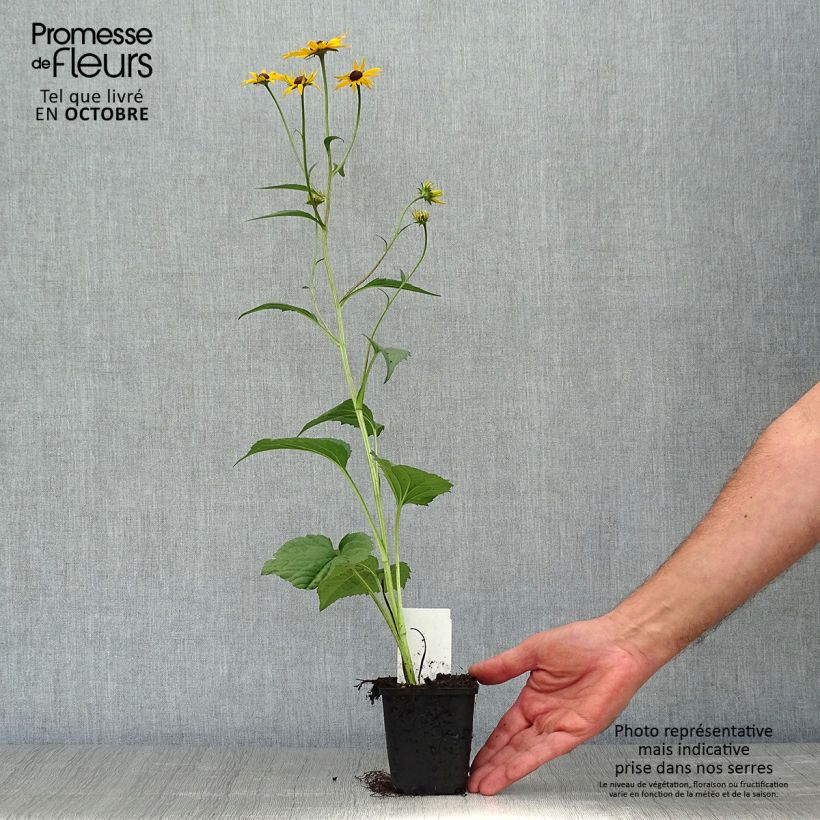 Ejemplar de Rudbeckia fulgida Early Bird Gold Maceta de 8/9 cm entregado en otoño