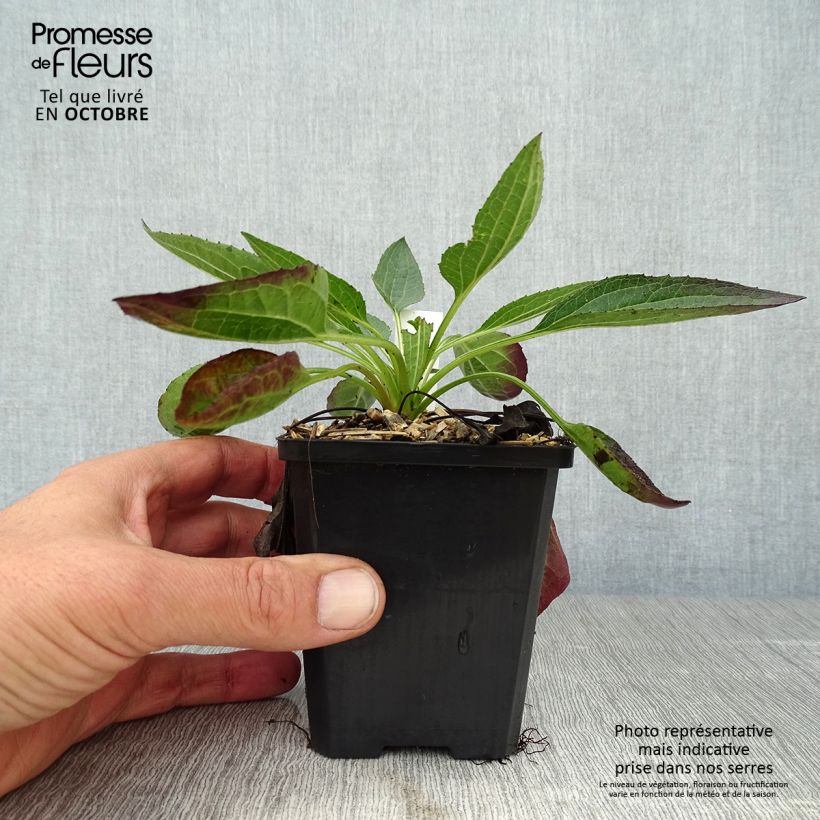 Ejemplar de Rudbeckia fulgida var.sullivantii Little Goldstar Maceta de 8/9 cm entregado en otoño