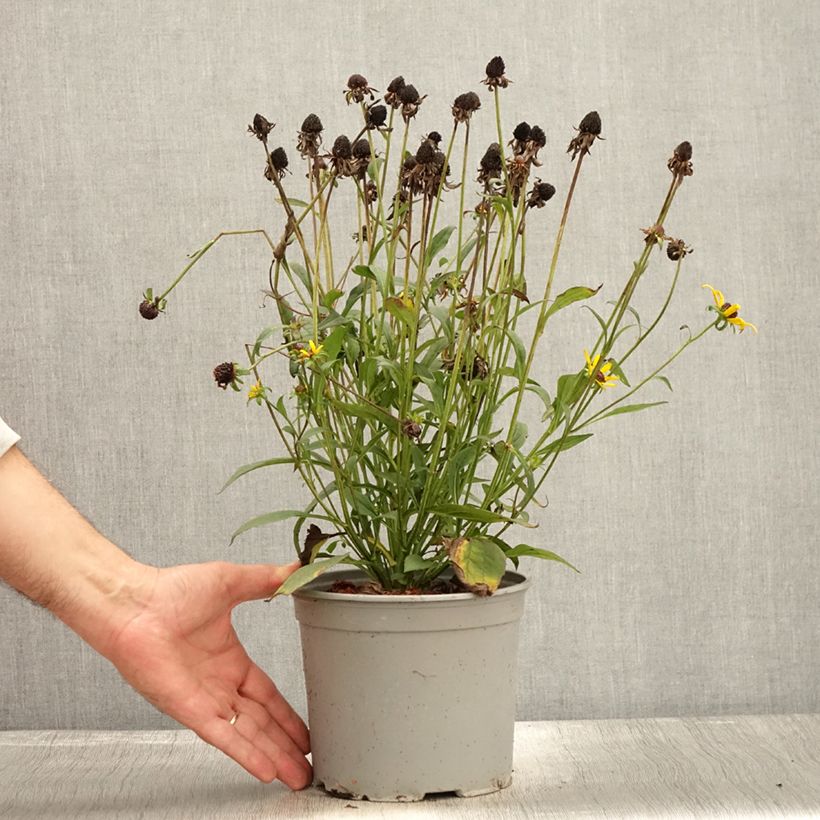Ejemplar de Rudbeckia fulgida var.sullivantii Little Goldstar Maceta 3L/4L entregado en otoño