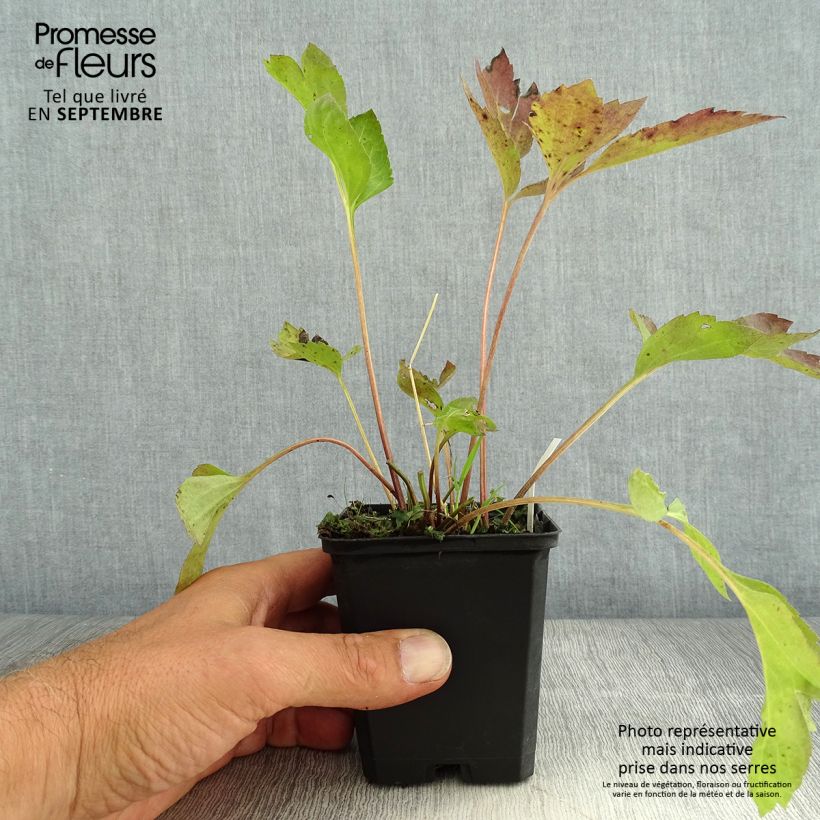 Ejemplar de Rudbeckia laciniata Goldquelle Godet de 9cm entregado en verano