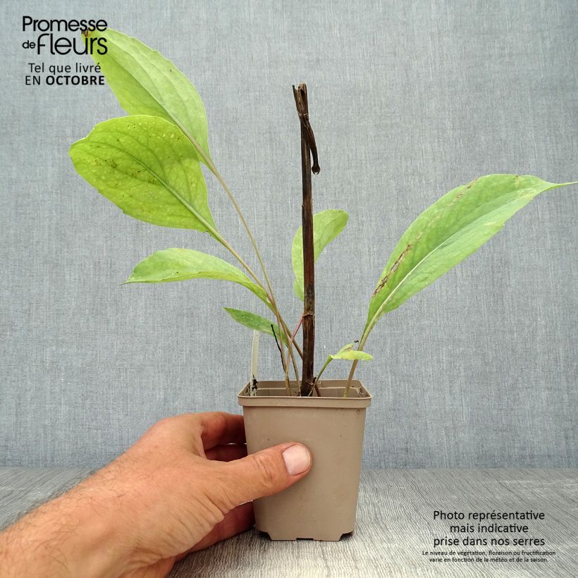 Ejemplar de Rudbeckia maxima Maceta de 8/9 cm entregado en otoño