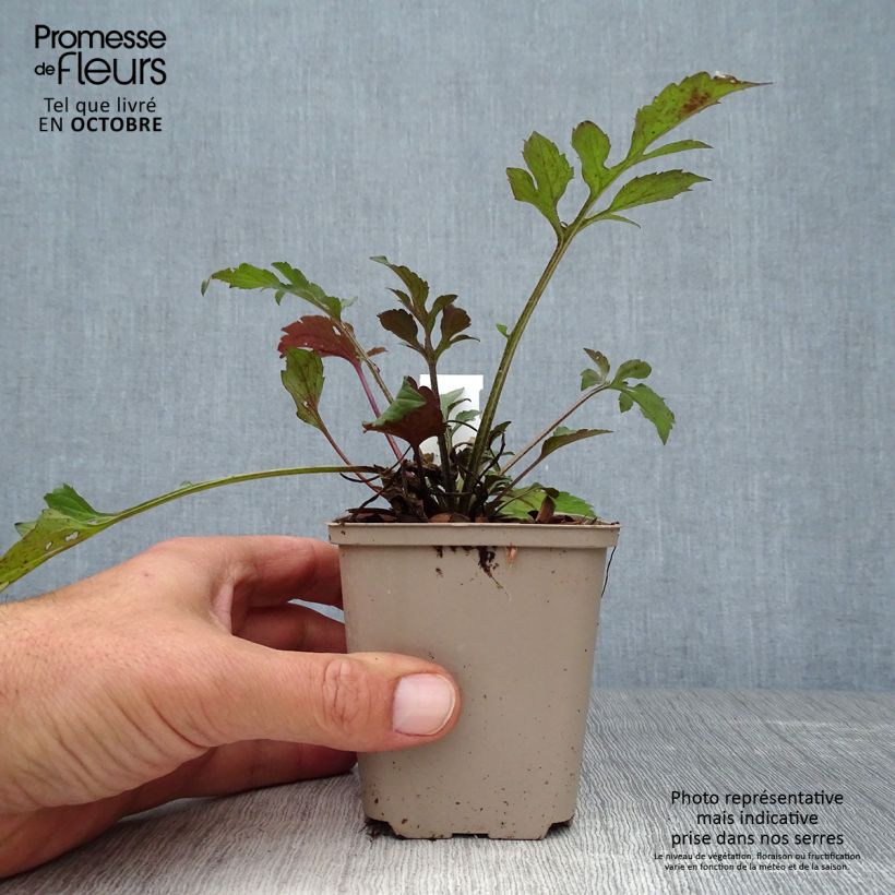 Ejemplar de Rudbeckia triloba Prairie Glow Maceta de 8/9 cm entregado en otoño