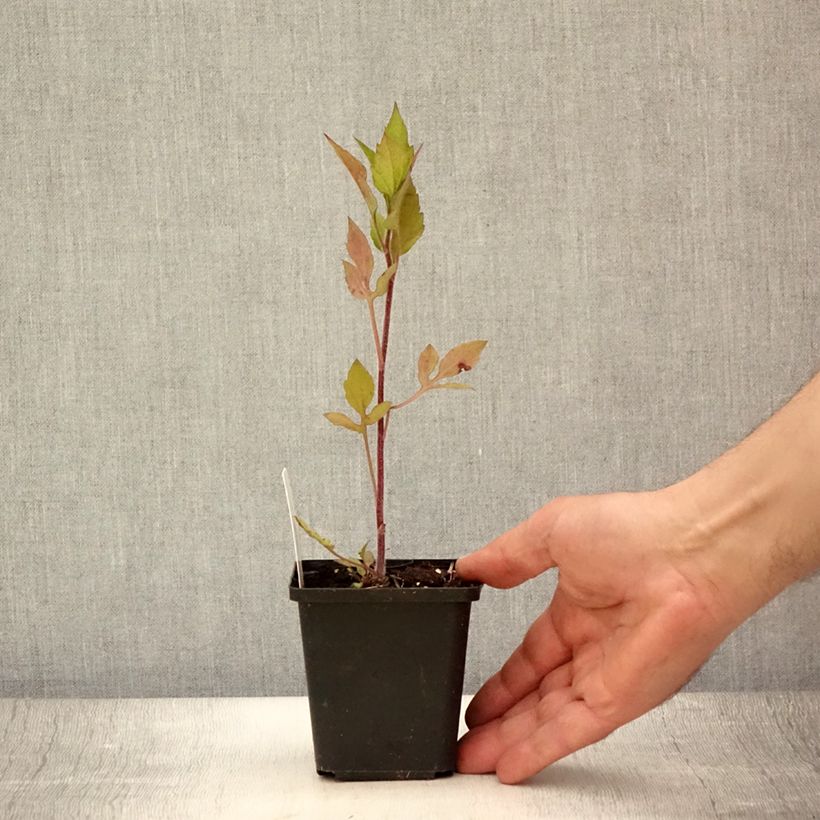 Ejemplar de Rudbeckia triloba Prairie Glow Godet de 9cm entregado en verano