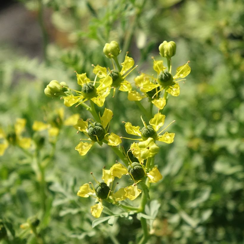 Ruda - Ruta graveolens (Floración)