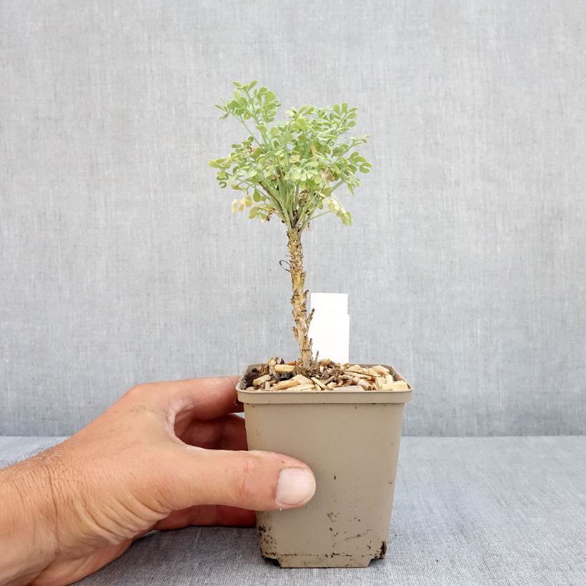 Ejemplar de Ruda Jackman's blue - Ruta graveolens Maceta de 8/9 cm entregado en verano