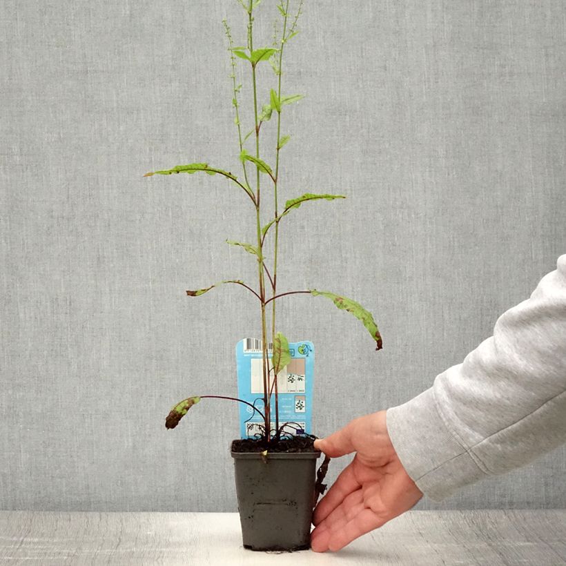 Ejemplar de Rumex - Rumex sauvignea Maceta de 8/9 cm entregado en verano