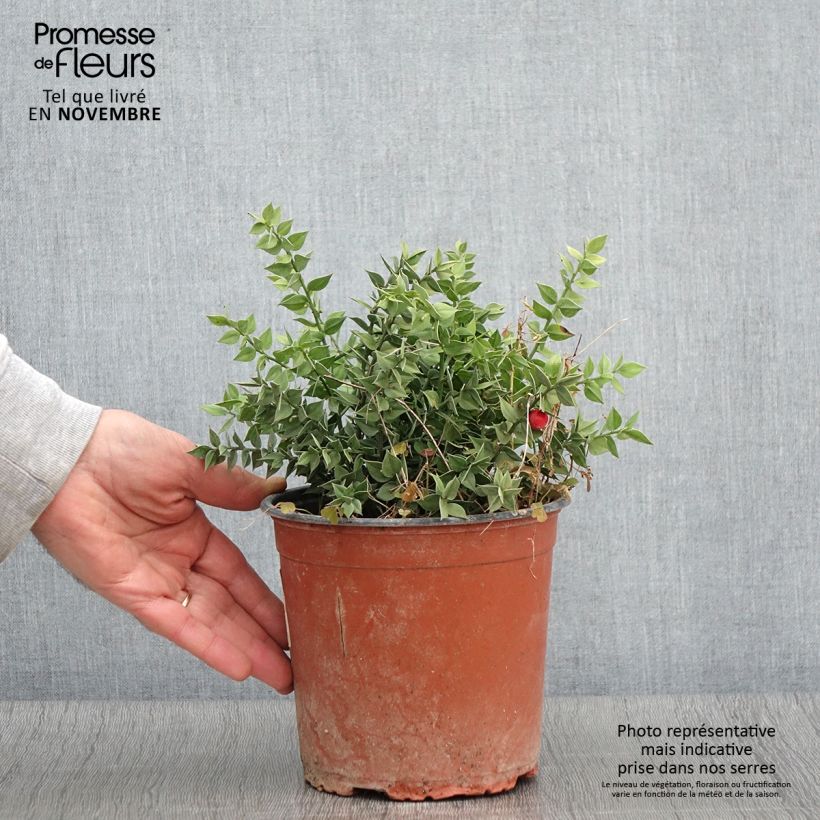 Ejemplar de Ruscus aculeatus - Rusco Maceta 2L/3L entregado en otoño