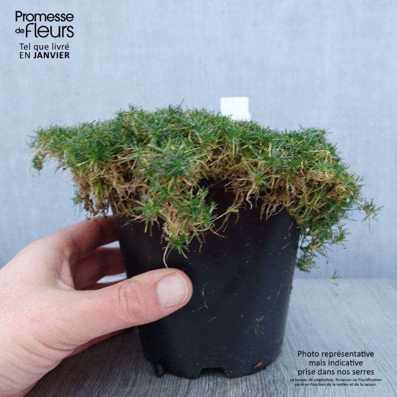 Sagina subulata Green Moss - Musgo irlandés Maceta 1,5L/2L Ejemplar entregado en invierno