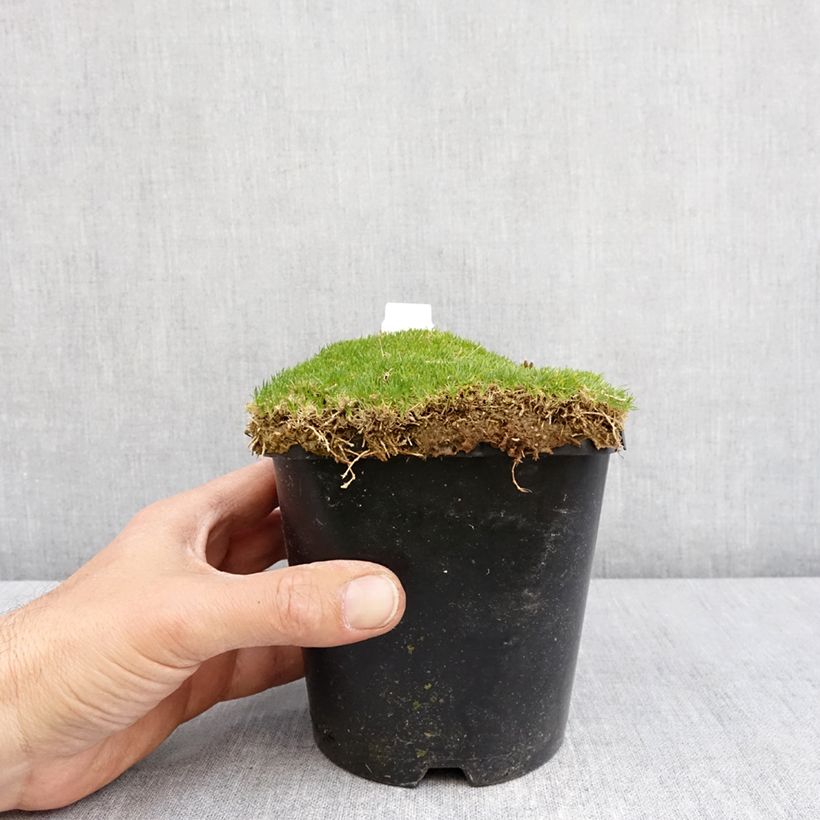 Sagina subulata Green Moss - Musgo irlandés Maceta 1,5L/2L Ejemplar entregado en la primavera