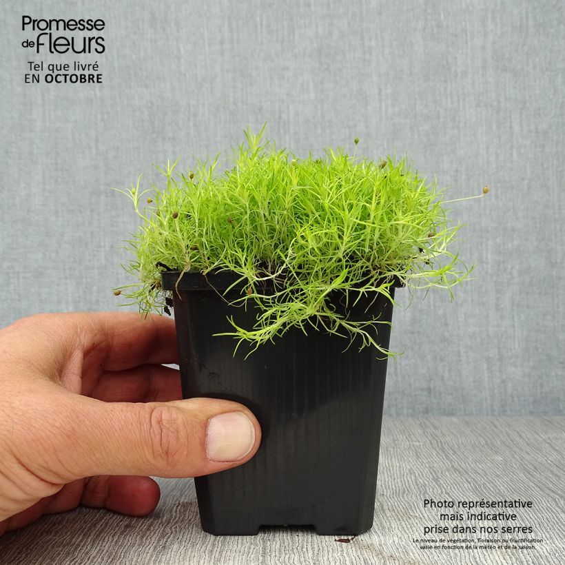 Ejemplar de Sagina subulata Aurea - Musgo irlandés Maceta de 8/9 cm entregado en otoño