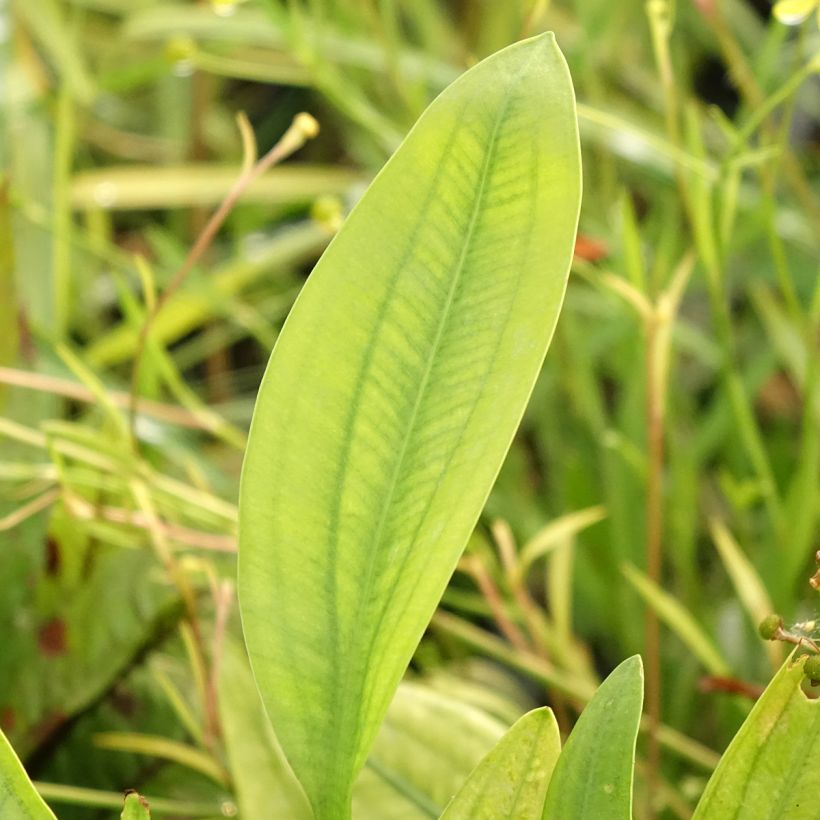 Sagittaria graminea (Follaje)