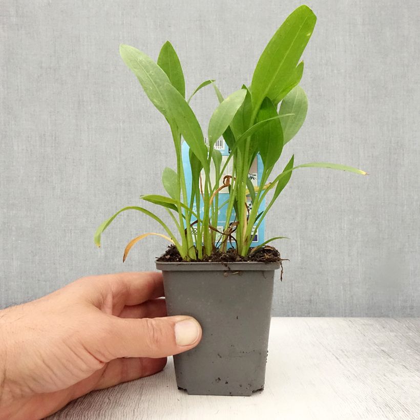 Ejemplar de Sagittaria graminea - Sagittaire à feuilles de graminée - Godet de 8/9 cm entregado en verano