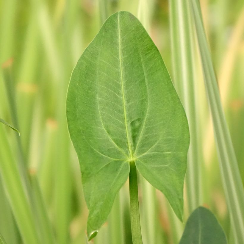 Sagittaria latifolia (Follaje)