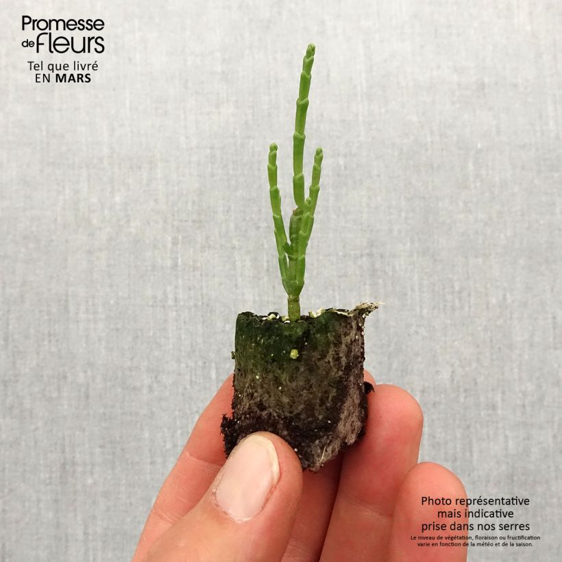 Salicornia - Salicornia europaea minicepellón: Ø 1,5/2,5 cm Ejemplar entregado en la primavera