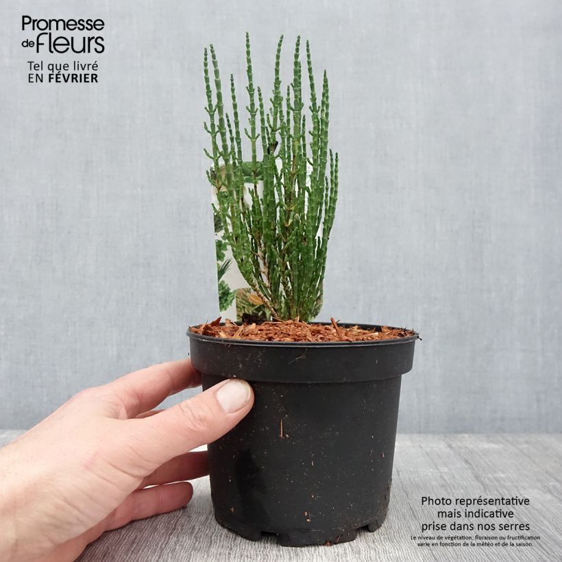 Salicornia - Salicornia europaea Maceta 2L/3L Ejemplar entregado en invierno