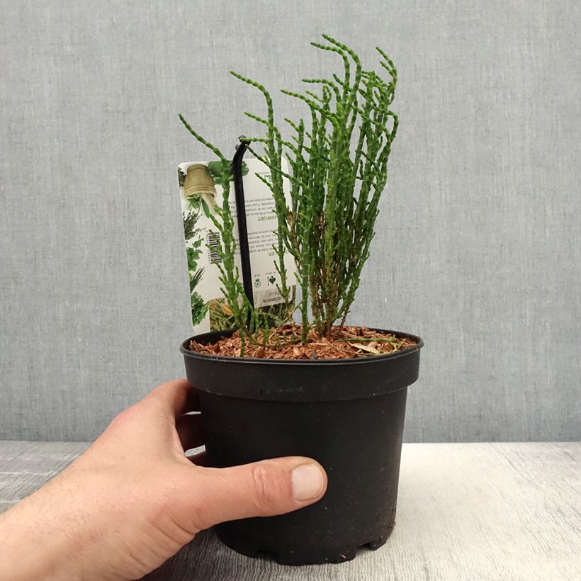 Salicornia - Salicornia europaea Maceta 2L/3L Ejemplar entregado en la primavera