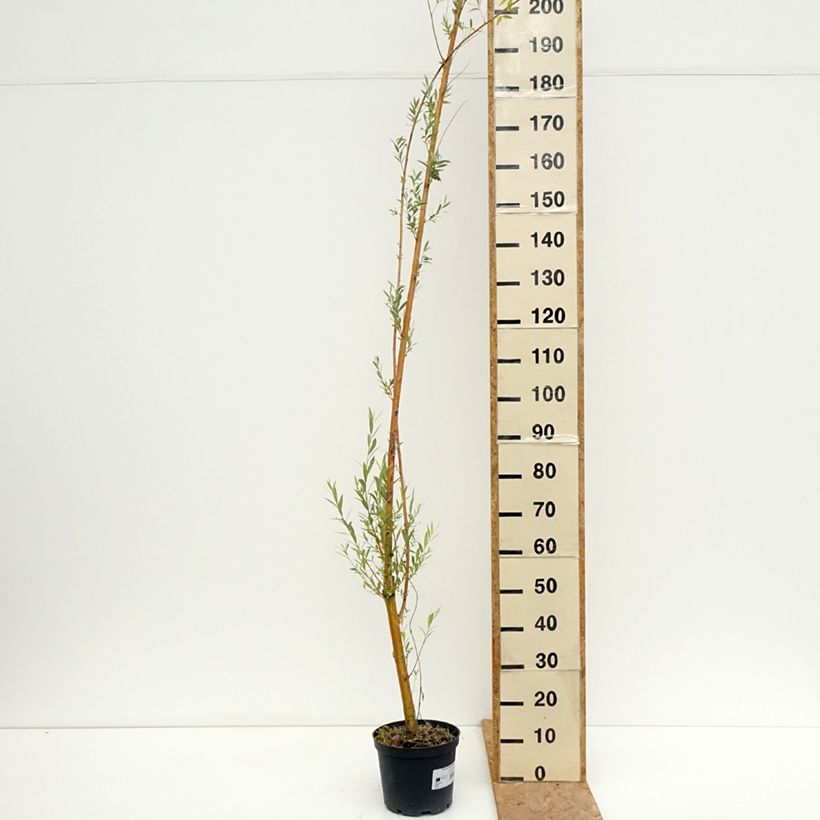 Ejemplar de Salix alba Golden Ness - Sauce blanco Maceta 4L/5L entregado en verano