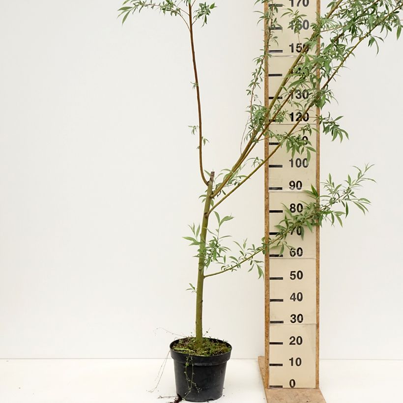 Salix alba Strachowo - Sauce blanco Maceta 7,5L/10LAltura de entrega aprox. 250/+cm Ejemplar entregado en la primavera