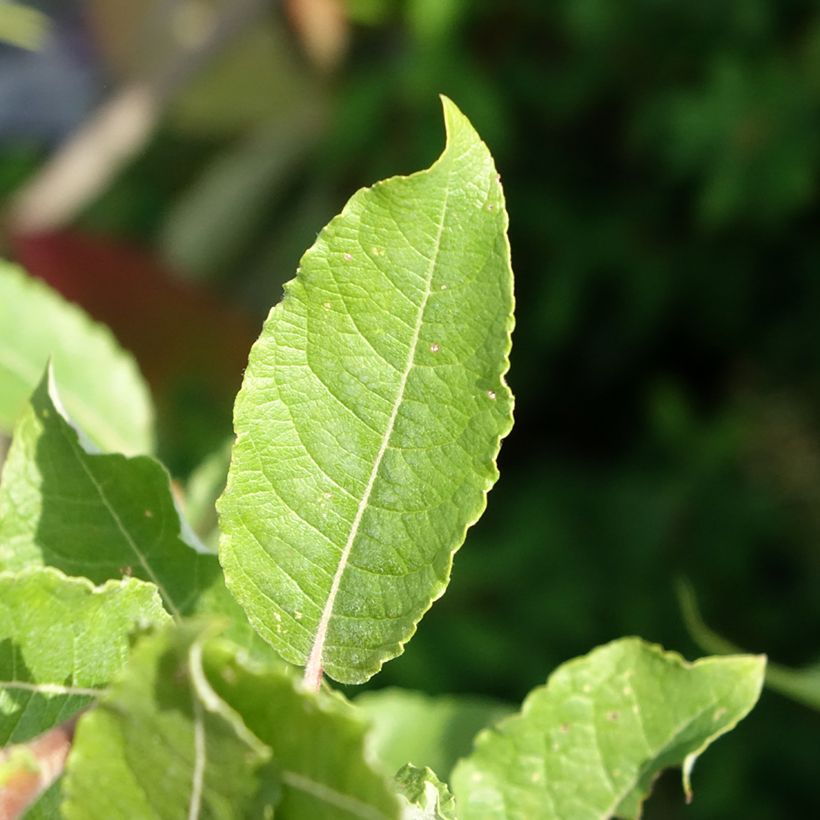 Salix caprea Gold-Bienenkätzchen - Sauce cabruno (Follaje)
