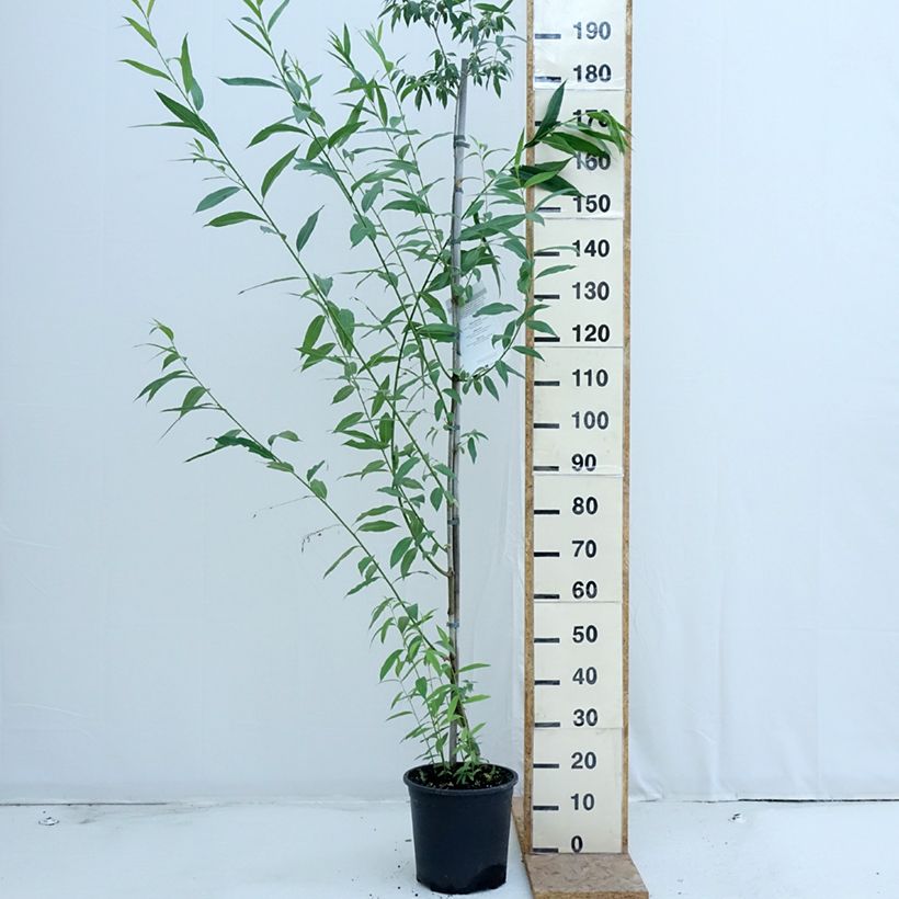 Ejemplar de Salix caprea - Sauce cabruno Maceta 7,5L/10L entregado en verano
