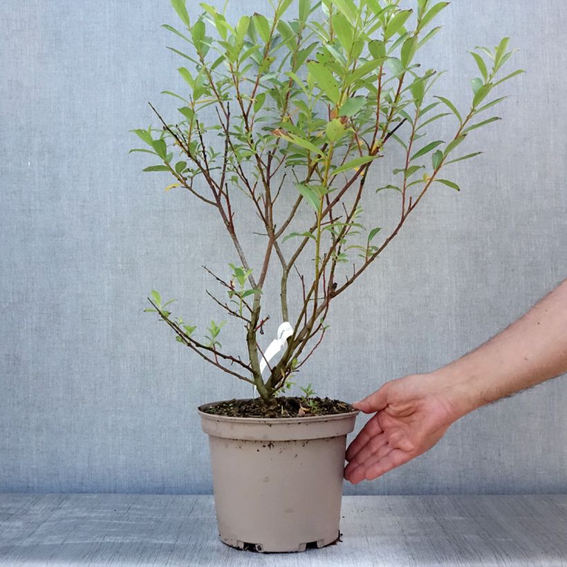 Ejemplar de Salix gracilistyla Mount Aso - Sauce Maceta 4L/5L entregado en verano