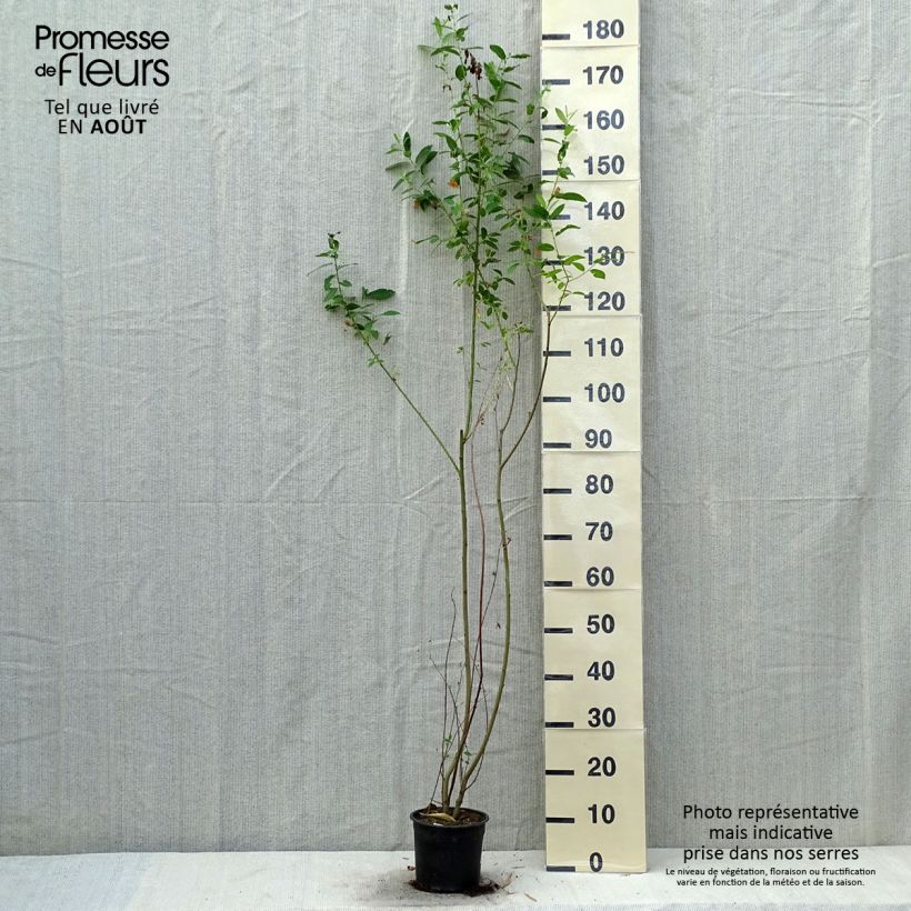 Ejemplar de Salix cinerea - Sauce ceniciento Maceta 2L/3LAltura de entrega aprox. 100/110cm entregado en verano
