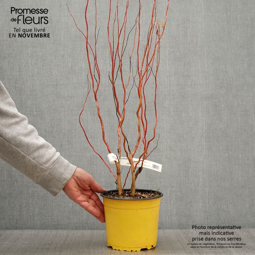 Ejemplar de Salix erythroflexuosa - Sauce eléctrico Maceta 3L/4L entregado en otoño