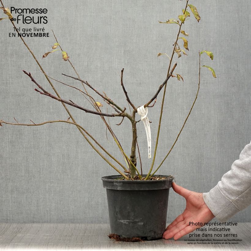 Ejemplar de Salix fargesii - Sauce de Farges Maceta 4L/5L entregado en otoño