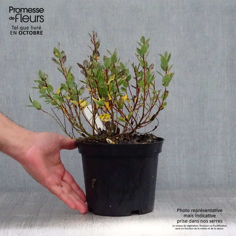 Ejemplar de Salix hastata Wehrhahnii - Sauce hastado Maceta 2L/3L entregado en otoño