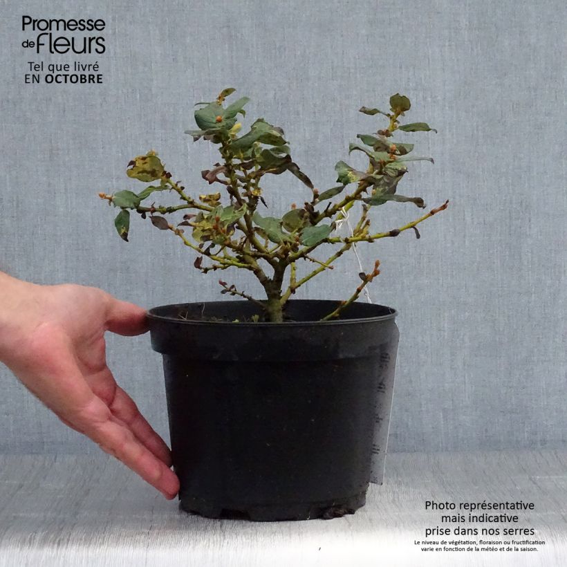 Ejemplar de Salix lanata - Sauce Maceta 2L/3L entregado en otoño