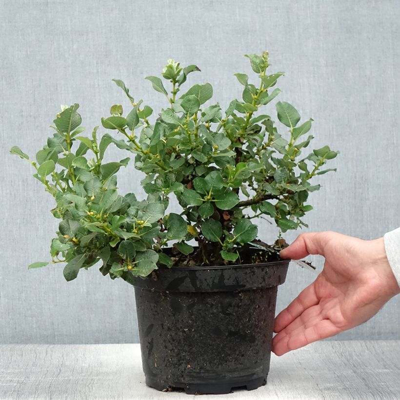 Ejemplar de Salix lanata - Sauce Maceta 2L/3LAltura de entrega aprox. 25/30cm entregado en verano