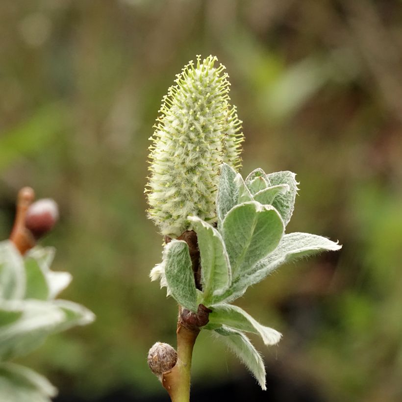 Salix lanata - Sauce (Floración)