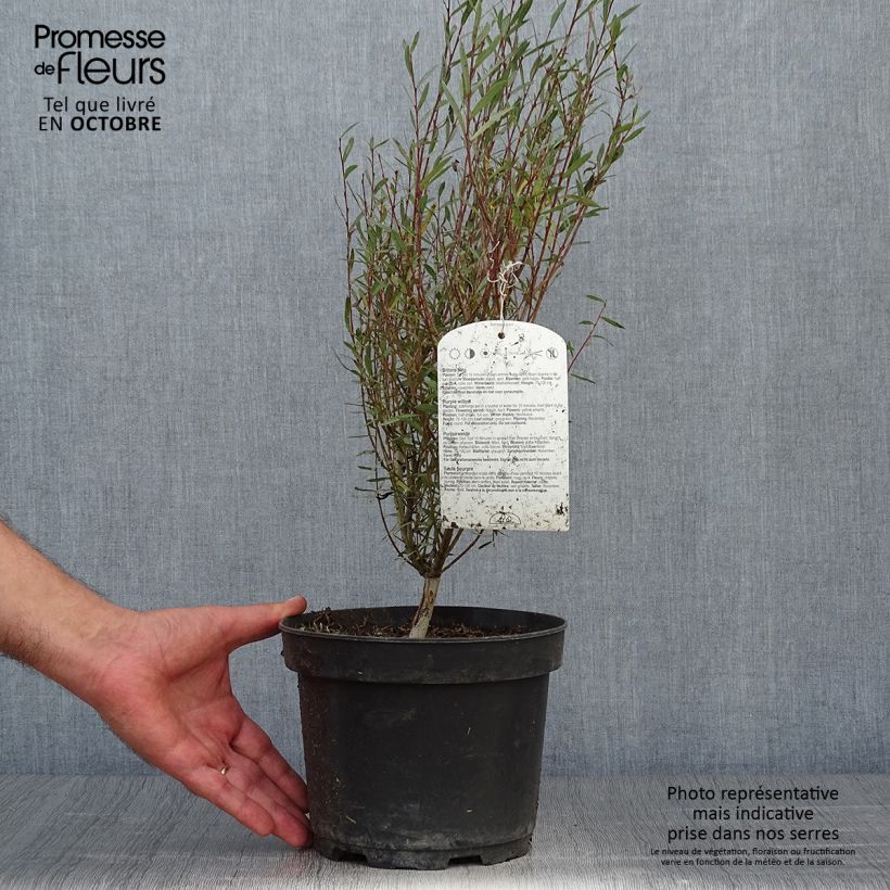 Ejemplar de Salix purpurea Nana - Mimbrera púrpura Maceta 2L/3L entregado en otoño