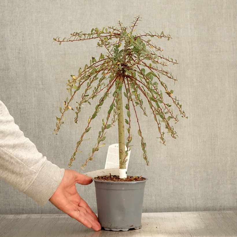 Ejemplar de Salix repens Armando - Sauce rastrero Maceta 1,5L/2L entregado en otoño